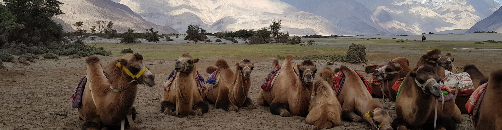 Nubra Valley